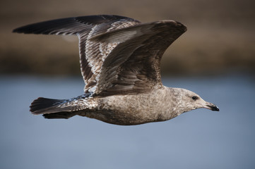 A brown juvenile Herring Gull flying on a bright sunny day.