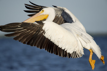 An American White Pelican flies close by in front of a bright blue water and sky background with its wings spread out and feet hanging down.