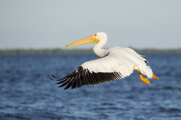 Fototapeta na wymiar An American White Pelican flies in front of bright blue water and sky on a sunny day with its wing spread forward.