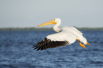 An American White Pelican flies in front of bright blue water and sky on a sunny day with its wing spread forward.