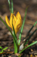 Beautiful yellow crocus closeup