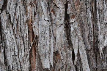 Tree Bark Background