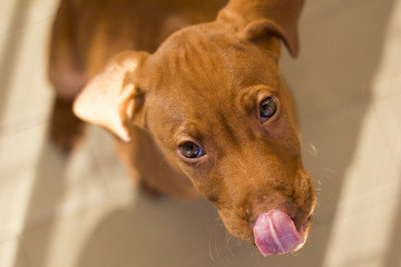 Vizsla puppy tongue