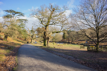 A local park in England