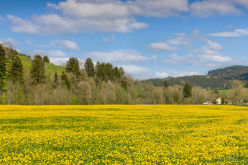 Obraz premium Beautiful yellow flower meadow and a ranch house in distance.