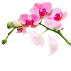 Naklejka na ściany i meble Beautiful Orchid Flowers Isolated on White