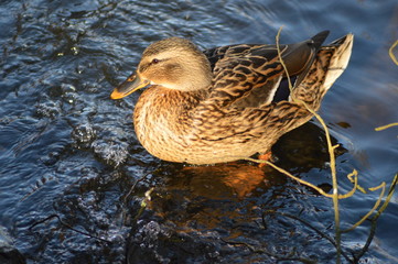 Stockenten Weibchen ( Anas platyrhynchos )