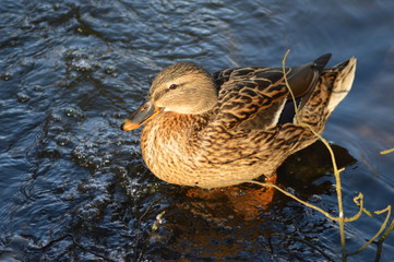 Stockenten Weibchen ( Anas platyrhynchos )