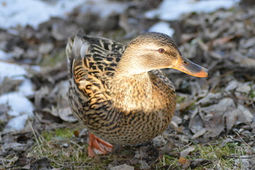 Stockenten Weibchen ( Anas platyrhynchos )