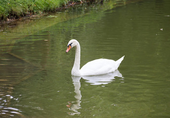 white beautiful swan swims along the coast covered with green grass