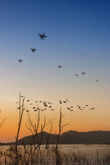 drones flying with bevy of birds over dead trees in the lake at sunset scenery