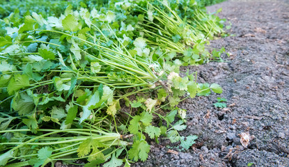 Coriander harvesting background