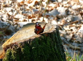 Photo of the European Peacock on a wooden stump