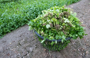 Coriander harvesting background
