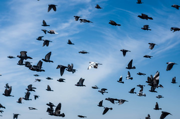 A flock of flying pigeons in the sky on the farm background	