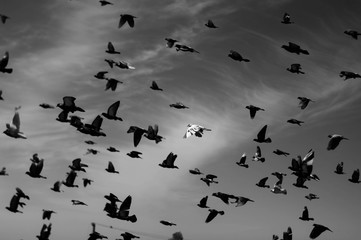 A flock of flying pigeons in the sky on the farm background	