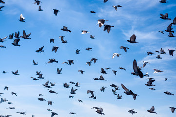 A flock of flying pigeons in the sky on the farm background	