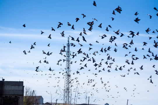 A flock of flying pigeons in the sky on the farm background	