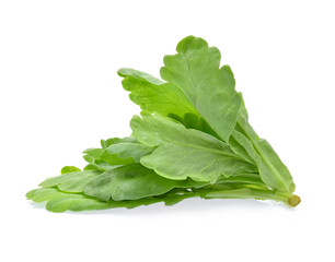 edible chrysanthemum leaf isolated on white background