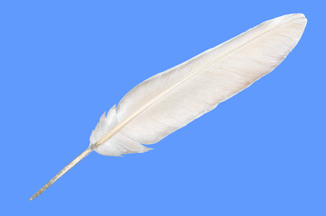 Single white bird feather isolated on a blue background
