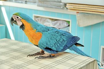 3 Months Blue and Yellow Macaw lovely bright children's emotions. © smilekorn