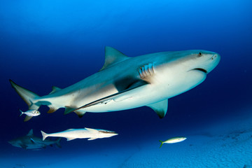 Naklejka premium byk rekin w tle błękitnego oceanu