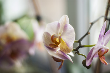 Closeup, Pink  flower Phalaenopsis orchid near the window blured background, suitable for greeting card or background,