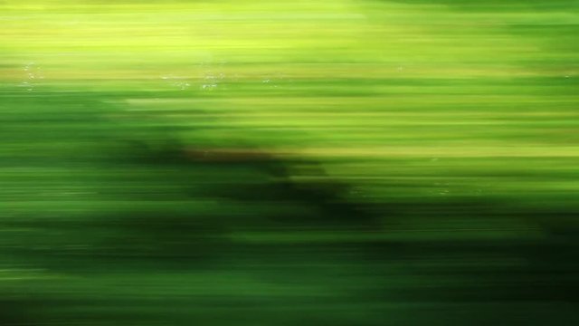Car speeding on a road through green forest - side window blurred motion view