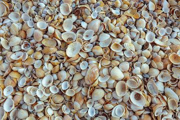 sea shells background