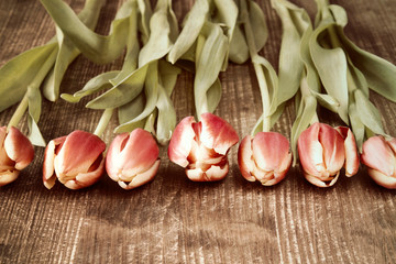 Seven spring tulips