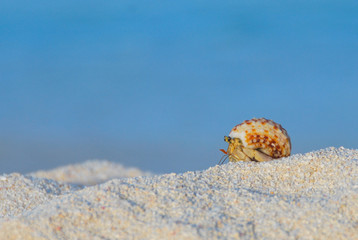 Hermit crab