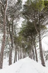 tree-lined avenue with snow
