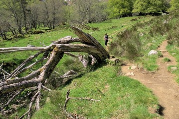 Baumleiche am Wanderweg im Vallèe de Chaudefour, Vulkanauvergne