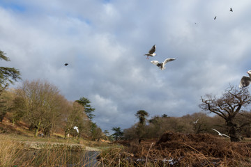 Birds and Ducks flying and swimming in and over water in a park