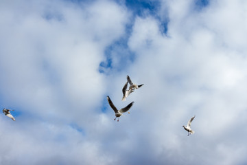 Obraz premium Birds and Ducks flying and swimming in and over water in a park