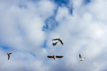 Birds and Ducks flying and swimming in and over water in a park