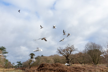 Birds and Ducks flying and swimming in and over water in a park