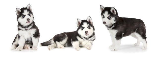 Obraz premium Siberian Husky puppies