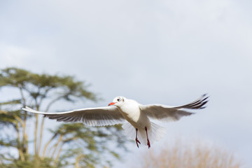 Birds and ducks flying over river