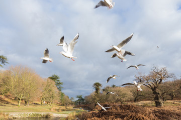 Birds and ducks flying over river