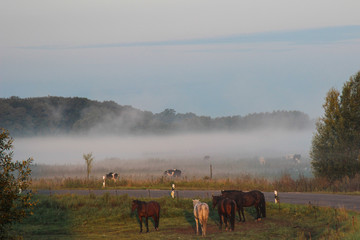 Obraz na płótnie Canvas Horses and cows on a pasture in the mist