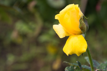 Rose Yellow