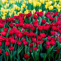 Red and yellow tulips in the garden