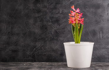 Pink hyacinth in flower pot