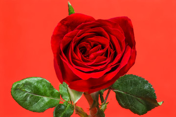 Fototapeta premium Single simple of red rose on red background, valentine day concept