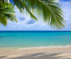 Fototapeta na wymiar Caribbean sea and palm leaves.
