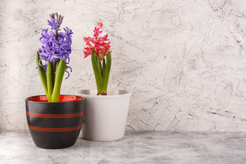 Hyacinth in flower pots