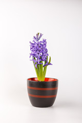 Naklejka premium Violet hyacinth blooming flowers in pot