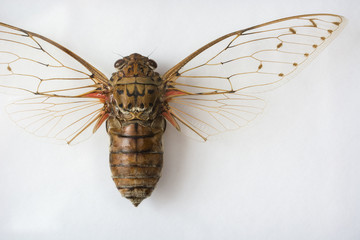 Dissected cicada on a white background.