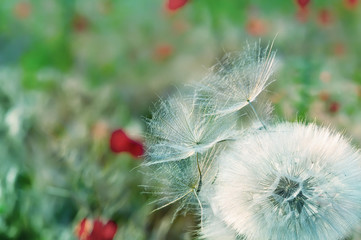 soft fluffy white dandelion fluff and small on a natural green background spring, summer meadows.
